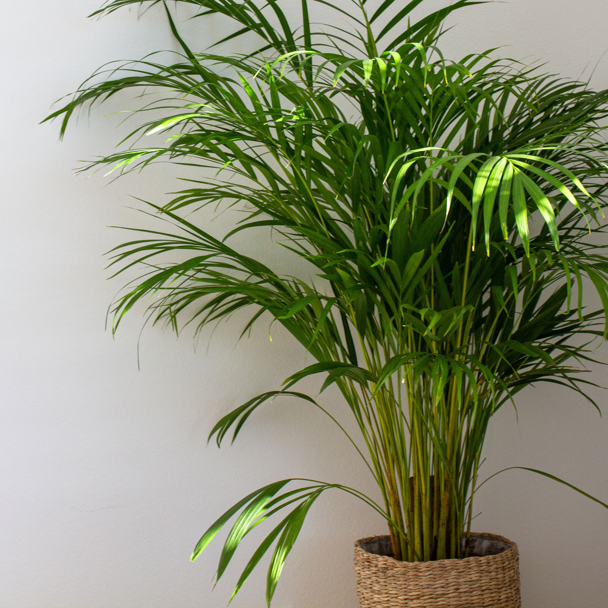 KamervanMultipla Dypsis Lutescens/Arecapalm/Goudpalm in rieten mand