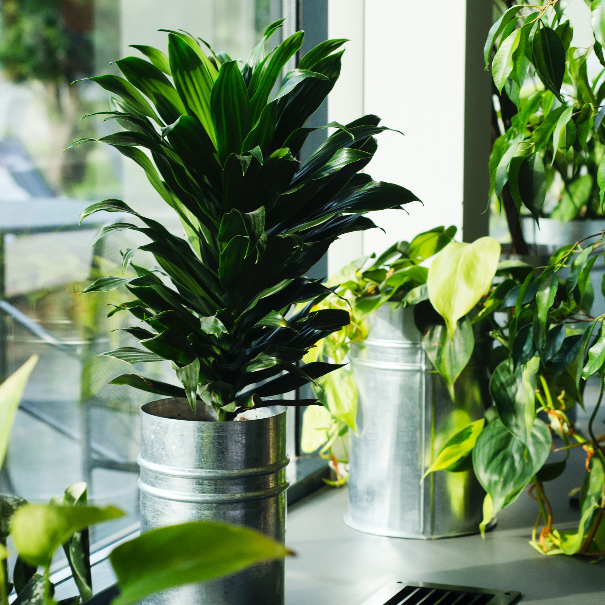 Dracaena in window kitchen counter